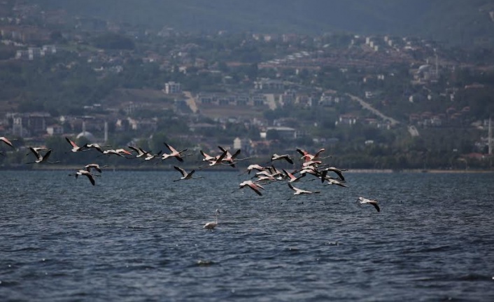 Körfezde flamingolardan görsel şölen