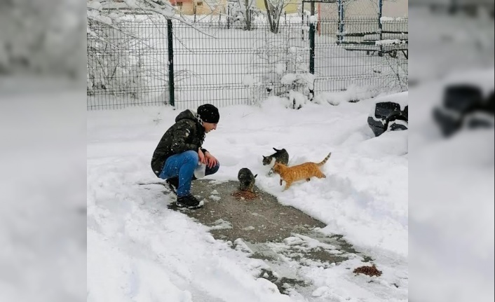 Körfez’de sokak hayvanları unutulmadı