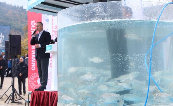 Karamürsel’den Körfez’e 6 bin balık salındı