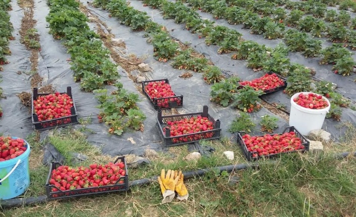 Kocaeli’de üreticilere, 118 bin çilek fidesi dağıtıldı