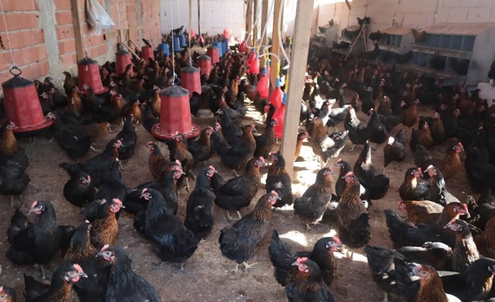 Kocaeli’de yüzde 50 hibeli, tavuk desteği üreticilerin yüzünü güldürdü