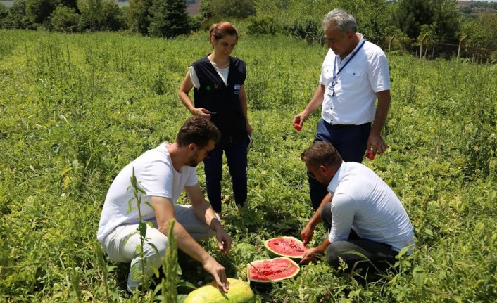 Kocaeli Büyükşehir’den, üreticilere karpuz tohumu desteği