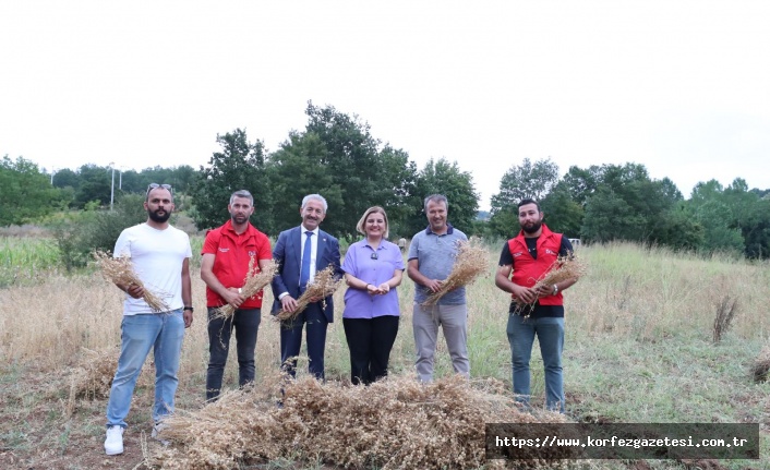 İzmit Belediyesi’nden İlk Nohut Hasadı