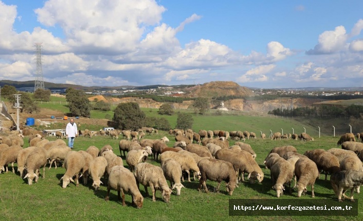 Damızlık Koç Desteğiyle Kuzulama Oranları Arttı