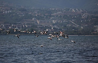 Körfezde flamingolardan görsel şölen