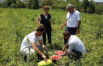 Kocaeli Büyükşehir’den, üreticilere karpuz tohumu desteği