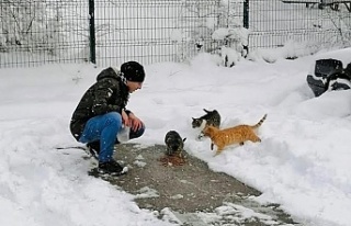 Körfez’de sokak hayvanları unutulmadı