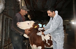 Körfez Belediyesinden, hayvan besicilerine önemli...
