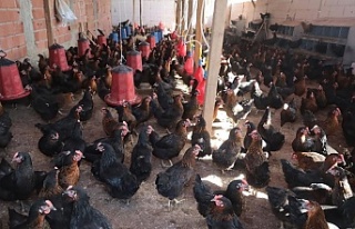 Kocaeli’de yüzde 50 hibeli, tavuk desteği üreticilerin...