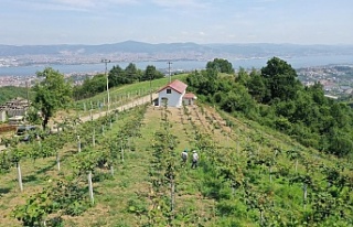 Büyükşehir’den, yüzde 50 hibeli meyve fidanı