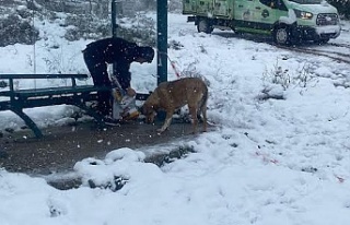 KÖRFEZ BELEDİYESİ, SOKAK HAYVANLARININ AÇ KALMALARINI...