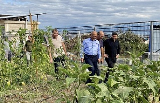Körfez’de Ata Tohumuyla İlk Hasat Gerçekleşti