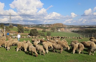 Damızlık Koç Desteğiyle Kuzulama Oranları Arttı