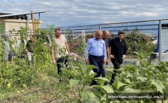 Körfez’de Ata Tohumuyla İlk Hasat Gerçekleşti