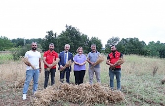İzmit Belediyesi’nden İlk Nohut Hasadı