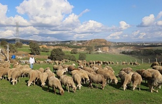 Damızlık Koç Desteğiyle Kuzulama Oranları Arttı