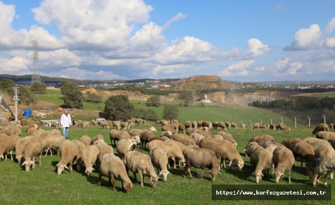 Damızlık Koç Desteğiyle Kuzulama Oranları Arttı